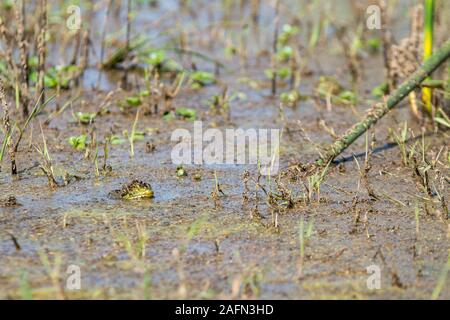 Bullfrog popping tête hors de l'eau Banque D'Images