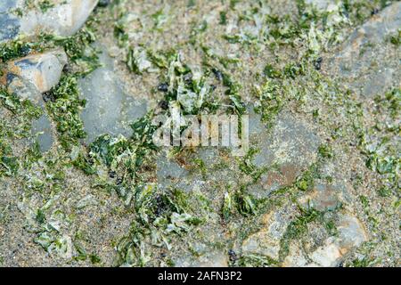 De plus en plus de mauvaises herbes de mer sur les roches exposées par marée basse Banque D'Images