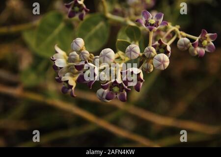 Calotropis gigantea (fleur de la couronne) qu'ils sont communément connus comme les asclépiades en raison de le latex qu'ils produisent. On trouve couramment dans l'Inde, Telangana. Banque D'Images