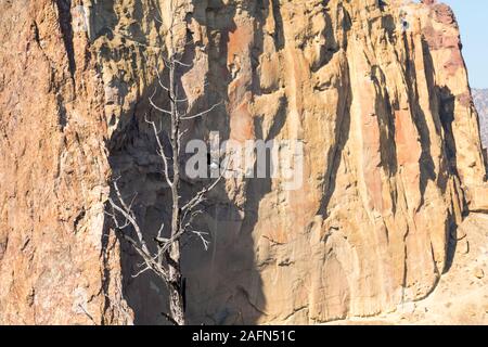 Une pie perchée sur une branche d'un arbre sec à Smith Rock Banque D'Images