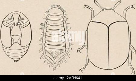 . Introduction à la zoologie ; un guide pour l'étude des animaux, pour l'utilisation d'écoles secondaires ;. ied, withred des taches sur chaque elytron (Necro- phorus2), très andFIG ou aplatie. 46. -Silpha amer- .,,,-,/ -, -, ^ ^.,, ,,. ... Patrick mariani, une charogne bee- avec de minces, chevrons, élytres (Silpha, -b ig. 46). des voix. D'espèces de NecropllOrilS rpjie standard sont power-l'histoire naturelle. * Ful animaux. Lorsqu'un ou plusieurs pairsof ces coléoptères découvrez un oiseau mort ou petit mammalon la terre, ils creusent la terre à partir de l'underneathand l'empiler sur l'animal jusqu'à ce que finalement la voiture-cass est entièrement enterré. Thenthe fe Banque D'Images