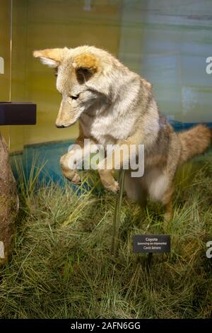 Le Coyote (Canis latrans) montré Taxidermie chasse à un milieu pounce éducation exposition dans le centre d'Albright, le Parc National de Yellowstone, aux États-Unis. Banque D'Images