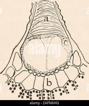 . Anatomie végétale du point de vue du développement et les fonctions des tissus, et le manuel de micro-TECHNIC. Ajouts à la cellulose de remplissage de la cavité murale thecell jusqu'à la base de diffusion, où la cavité est enlargesand doublées d'une couche d'protoplastic particulièrement épais. Thewall séparant les cheveux sur le corps de la leaf a beaucoup d'pitsthrough où l'eau imbibées peuvent passer dans un reservoirtissue sous l'eau, d'où il est distribué directement à l'mesophyllcells. L'ensemble de la feuille est si profondément que des études d'illustration uniquement imperméabilisées 99 la partie basale des cheveux peuvent être wett Banque D'Images