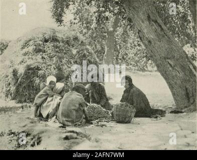 . Et de l'ouest Himalaya 1909 Karakoram, un compte de l'expédition de H. R. H. Prince Luigi Amedeo de Savoie, Duc des Abruzzes. asis. Il semblait tous comme la terre promise. Les branches de l'abricotier wereweighted avec fruits délicieux, et nous pourrions remplir nos mains par merelyrising dans la selle. Les mûriers sont noires avec leur récolte, et les champs étaient pleins de cultures mûres, qui attire les indigènes étaient.Sur les toits des terrasses, sur le terrain, sur les aires, retour à Srinagar,^ 339 grandes feuilles de apiicots partout ont été mis à sécher, et gleamedlike clot Banque D'Images