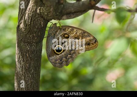 Saint Paul, Minnesota. Le Jardin des papillons. Géant commun papillon Hibou Caligo eurilochus ; '' à côté d'un arbre. Originaire de l'Amérique du Sud. Banque D'Images