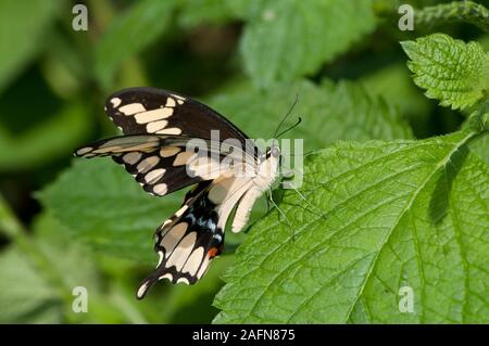 Saint Paul, Minnesota. Le Jardin des papillons. Giant swallowtail butterfly Papilio cresphontes ; '' Banque D'Images