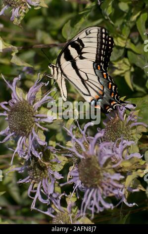 Saint Paul, Minnesota. Parc de Phalen. Eastern Tiger swallowtail Papilio glaucus, '' est originaire d'Amérique du Nord. Banque D'Images