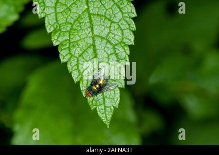 Vadnais Heights, Minnesota. Vert Bouteille commum, mouche Lucilia sericata (Phaenicia). John H. Allison forêt. Banque D'Images