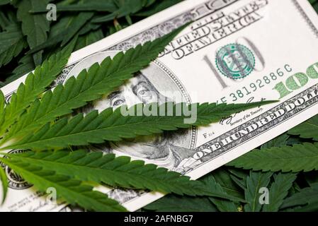 Medical Marijuana cannabis feuille sur one hundred dollar bills. Une feuille de marijuana pour l'argent, les dollars et le cannabis, un cadre juridique et d'affaires sur le marché noir. Banque D'Images