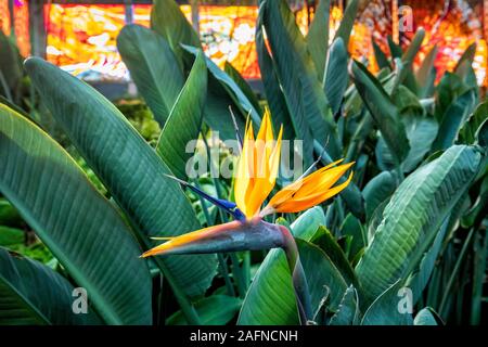 Oiseau du Paradis des fleurs dans le Jardin Botanique Cosmovitral, Toluca, Mexique. Banque D'Images