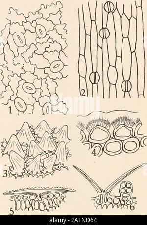 . Anatomie végétale du point de vue du développement et les fonctions des tissus, et le manuel de micro-Technic. la cire, cuticule et cutinized,parties de thewall sont faciles à distinguer par leur colorwhen jaune traités avec de l'iodure de chloro-zinc, tandis que thecellulose wallassume des portions de l'apurplish en même temps la couleur. L'épaississement et cutinization makesof la paroi externe de l'épiderme une excellentprotective lossof tissus contre l'eau, les champignons parasites, et, dans une certaine mesure, mechan-dommage. ical La rapidité,par exemple, une pomme villbegin decaywhen à sécher et ses epider Banque D'Images