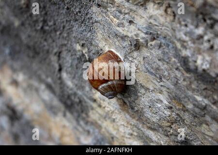 Escargot commun attaché à un mur de pierre, l'accent sélectionné, étroite 6 Banque D'Images