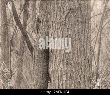 . Manuel de l'arbres des états du nord et le Canada à l'Est des Rocheuses. Photo-descriptif. Banque D'Images