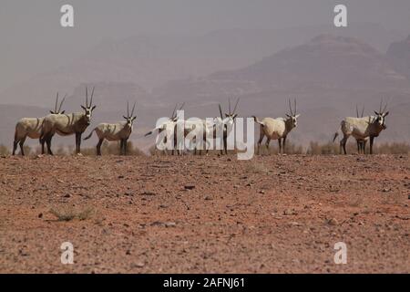Oryx d'arabie (Oryx leucoryx) dans la zone protégée de Wadi Rum. L'oryx blanc a été éteint à l'état sauvage depuis 1972. Le projet de réintroduction de la Jordanie a commencé quand l'Agence de l'environnement - Abu Dhabi (EAD) et l'Al Aqaba Special Economic Zone Authority a signé une entente de parrainage en avril 2007. En vertu de cette entente, EAD parraine le projet qui comprend la réintroduction de l'oryx dans la zone protégée du Wadi Rum, la réhabilitation de l'habitat, et aider les résidents locaux à améliorer leur niveau de vie. La Liste rouge de l'UICN classe les espèces comme toujours vulnérables. Banque D'Images