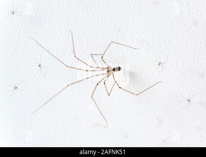 Pholcus phalangioides / papa longues-jambes spider Banque D'Images