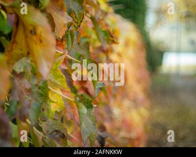 Les feuilles d'automne haie avec arrière-plan flou Banque D'Images