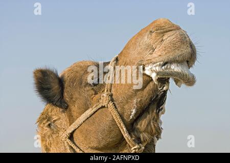 Le dromadaire ou chameau d'ARABIE Camelus dromedarius domestique. La salive de bave d'éversion de lèvre inférieure indique un homme dans l'état de reproduction. Désert du Thar, Banque D'Images