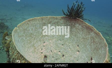 Baril éponge et feather star à tulamben sur Bali Banque D'Images