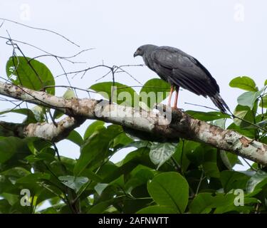 Crane Hawk (Geranospiza caerulescens) de Darien, Panama. Banque D'Images