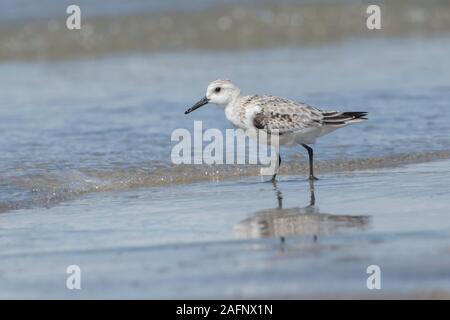 Bécasseau sanderling (Calidris alba) lors de la migration des oiseaux qui hivernent dans Punta Chame, Panama Banque D'Images