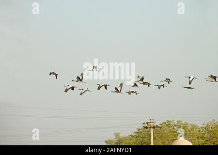 Grue demoiselle (Anthropoides virgo). Troupeau en vol d'éviter les risques potentiels de câbles électriques aériens, village Khichan, Rajasthan, Inde. Banque D'Images