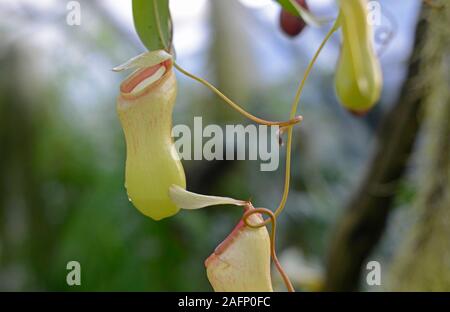 Les pichets de Nepenthes pitcher plants au jardin botanique de Oxford, UK Banque D'Images