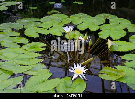 Boutons de fleurs et les nouvelles feuilles émergent du centre d'un Nymphaea x daubenyana à waterlily jardin botanique d'Oxford, Oxford, Royaume-Uni Banque D'Images