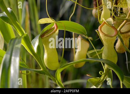 Les pichets de Nepenthes pitcher plants au jardin botanique de Oxford, UK Banque D'Images