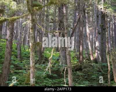 La Forêt nationale de Tongass - Sitka et la pruche de l'Ouest Banque D'Images