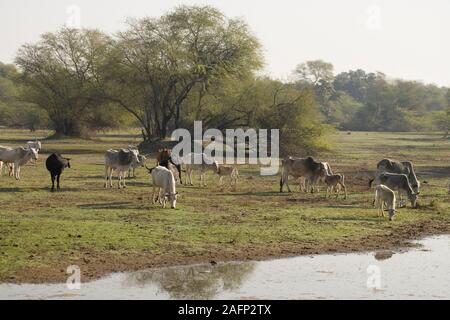 La population de zébu (Bos taurus). Le parc national de Keoladeo Ghana, Bharatpur, Rajasthan, Inde. Tôt le matin, février. Banque D'Images