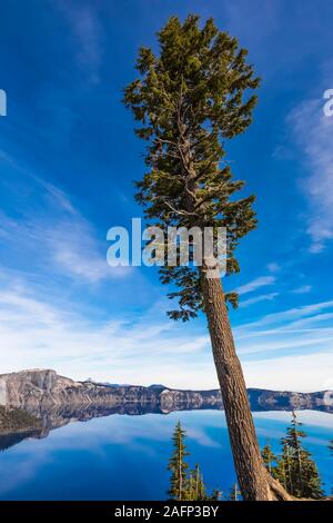 La pruche, Tsuga mertensiana et afficher de Rim Village de Crater Lake dans le Parc National de Crater Lake, Oregon, USA Banque D'Images