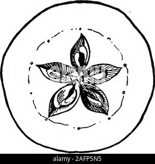 . Les cours avec les plantes. Suggestions pour voir et d'interpréter certaines des formes courantes de la végétation. Fig. 294.L'article d'une pomme. LSSSOJfS 288 PLANTES WITS suppose que la coupe de l'acorn ou l-déhiscentes facilement bur du hêtre-écrou a été mis au point la protection de l'asa. L'explication se trouve plus loin. Fig. 295.L'article d'une pomme. Banque D'Images