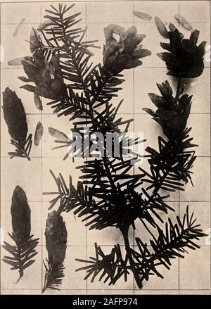 . Manuel de l'arbres des états du nord et le Canada à l'Est des Rocheuses. Photo-descriptif. La pruche de la Caroline. Tsuga Cawliiiiana Engelm.. Fig. 35. Branche avec les feuilles et les graines des cônes ouverts, j'libératrice ; graines isolées,36. Tronc d'arbre, sur les montagnes Blue Ridge, N. C. Manuel de l'IsTortheen Treces de États-Unis et du Canada. 33 Ce rare arbre est confinée à l'Ridgeof Alleglieny bleu la tr., allant dans fromabout 2000 altitude de .^oOO ft., en compagnie de la Pruche de type séquentiel. Pins, Chênes Wliite divers,Hickories, .l'érable à sucre, acide-bois, argent-bell Tree, etc., ou parfois sous forme Banque D'Images