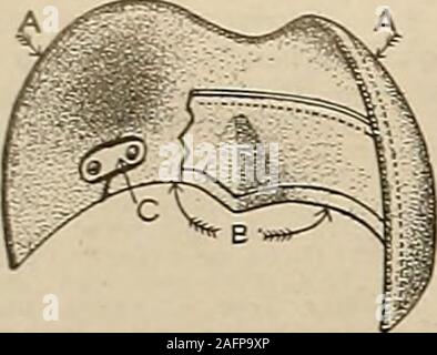 . Source et sportsman. rel, fiveold, 16.1 mains, pèse 1200 pogood à tête haute, le général horseSound surrey élégant et plaidoyer sant drli r;une triade de rien. axita. brown mare, 6 ans.15.1 mains, pèse ah livres. Par Terrlc b ; Gu ? Ikes, barrage par Ante-volo. Ce poulain je PiAnsel j'en race thi Futurity Jeu, ?  ? -.1 est sain et doux peut la conduire. Le stock sera en mesure de ?ci-dessus. Fr furl ? E. A. SWABY. Je le 14 B R E EDER ET SPORTSMAN [Samedi, Janvier 5, 1907 Un Guide pour l'amorçage de l'île CONEV Achats gratuitement la plus récente et la plus grande amélioration dans rtorse Boots tie re-résultat de deux ans p Banque D'Images