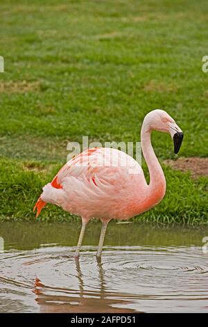 Flamant DU CHILI (Phoencopterus chilensis). Le Wildfowl and Wetlands Trust, Slimbridge, Gloucestershire, Angleterre. Banque D'Images