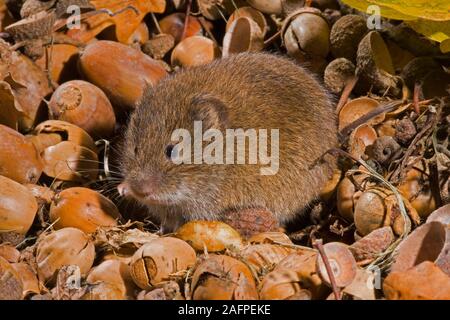 Campagnol roussâtre (Clethrionomys glareolus) . Parmi les morts et les glands stockées (Quercus robur). De l'automne. Banque D'Images