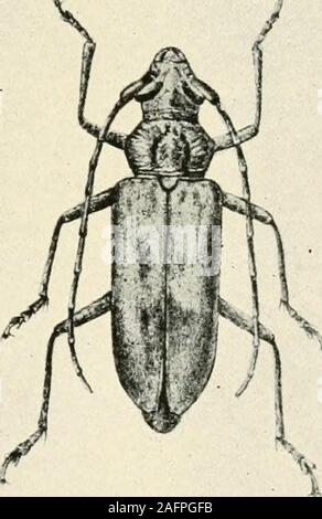 . Un manuel d'insectes dangereux susceptibles d'être introduites aux États-Unis par des importations. Banque D'Images