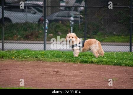 Un chien de thérapie se trouve dans un parc de San Francisco. Banque D'Images