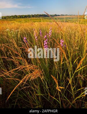 Paysage de fin d'été montre une scen de blazingstar (Liatris aspera) et de l'Indiana (herbe Sorghastrum nutans) dominent le haut de cette prairie kame. Banque D'Images