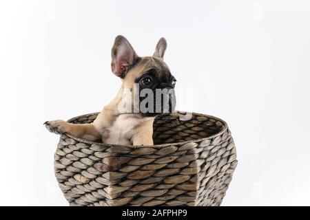 Bouledogue français chiot dans panier photographie de studio professionnel Banque D'Images