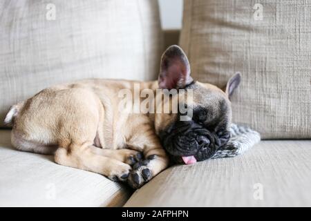 Petit bouledogue français chiot dormir sur la table par langue Banque D'Images