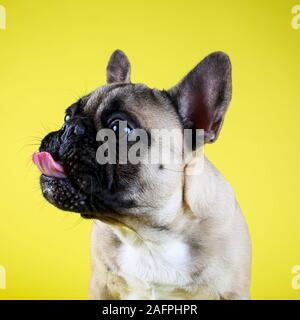 Funny bouledogue français chiot léchant les lèvres sur fond jaune studio Banque D'Images