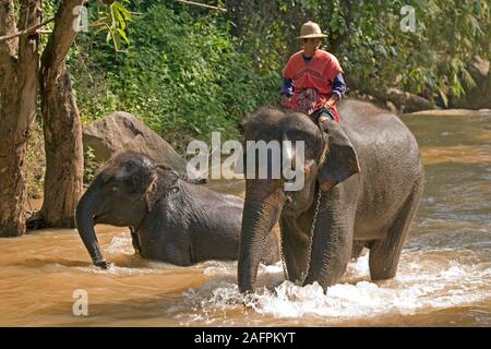 Les éléphants d'Asie (Elephas maximus), et Mahout baignade en rivière. Maesa Elephant Camp, Chiang Mai, Thaïlande. Banque D'Images