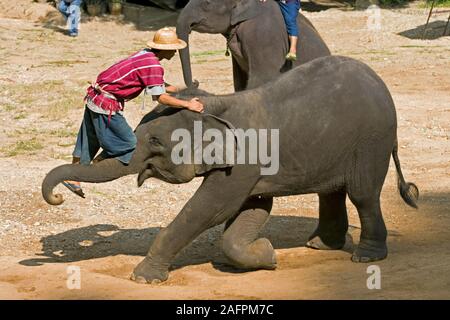 Éléphant d'Asie (Elephas maximus), séance de formation avec Mahout, Maesa Elephant Camp, Chiang Mai, Thaïlande. Banque D'Images