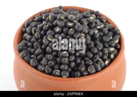 Urad dal, mungo, Vigna mungo dans pot en argile sur fond blanc Banque D'Images