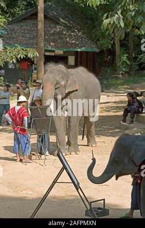Les éléphants d'Asie (Elephas maximus), formés pour peindre des tableaux, 'toiles' sur des chevalets. Maesa Elephant Camp, Chiang Mai, Thaïlande. Banque D'Images