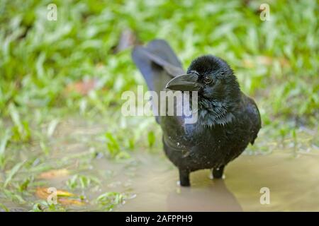 JUNGLE ou à gros bec (Corvus macrorhynchos), baignade. Bangkok, Thaïlande. Banque D'Images