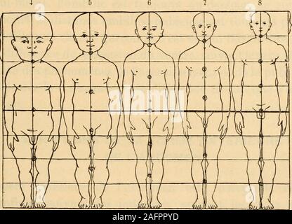 . Pot du médico-chirurgicale de l'abdomen. e continuer avec le pli de flexion de labdomen. CHEZ LENFANT. - Le ventre à cet âge une des proportionsconsidérables et dautant plus grandes que lenfant est plus jeune(voir fig. 3). A la naissance, la hauteur du ventre est égale au quart de la lon-gueur totale de lindividu. Cette proportion diminue peu à peuavec lâge et cest incontestablement aux approches de la pubertéque la hauteur de labdomen est la moins à. A cet âge, du reste, le tronc est court et porté sur des membres inférieurslongs. Il est en même temps étroit, which contributes to don Banque D'Images