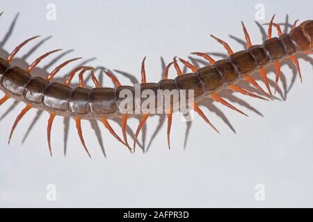 CENTIPEDE GÉANT (Scolopendra sp. ). Au milieu du corps montrant les jambes en mouvement. Une paire de jambes de chaque section, l'identifie à partir d'un mille-pattes. Banque D'Images