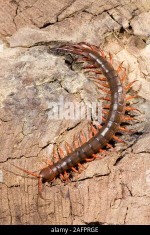 CENTIPEDE GÉANT (Scolopendra sp. ), montrant les jambes en mouvement. Vue dorsale. Une paire de jambes par segment du corps. Banque D'Images